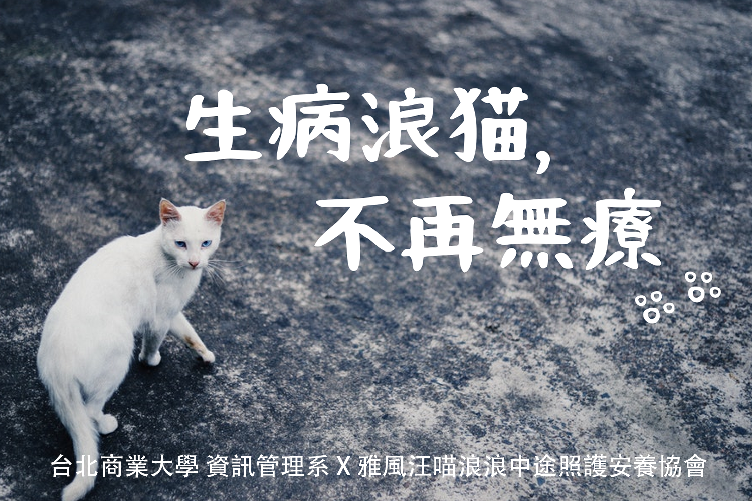 《 生病浪貓，不再無療》群眾募資