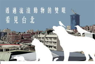 台北散步 流浪動物的城市散步